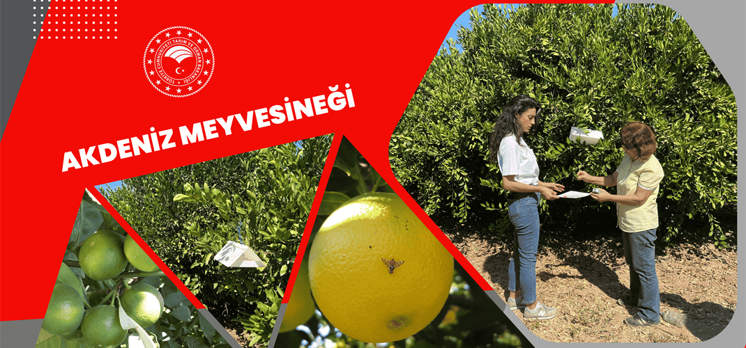  AKDENİZ MEYVESİNEĞİ MÜCADELESİ BAŞLADI