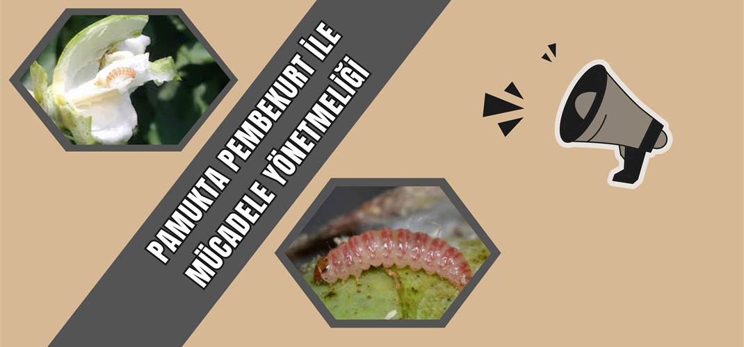 PAMUKTA PEMBEKURT  İLE MÜCADELE HAKKINDA YÖNETMELİK