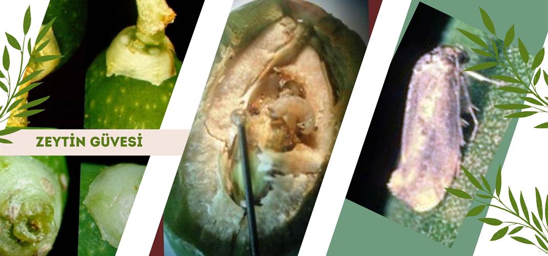 ZEYTİN GÜVESİ ZARARLISI İLE MÜCADELE