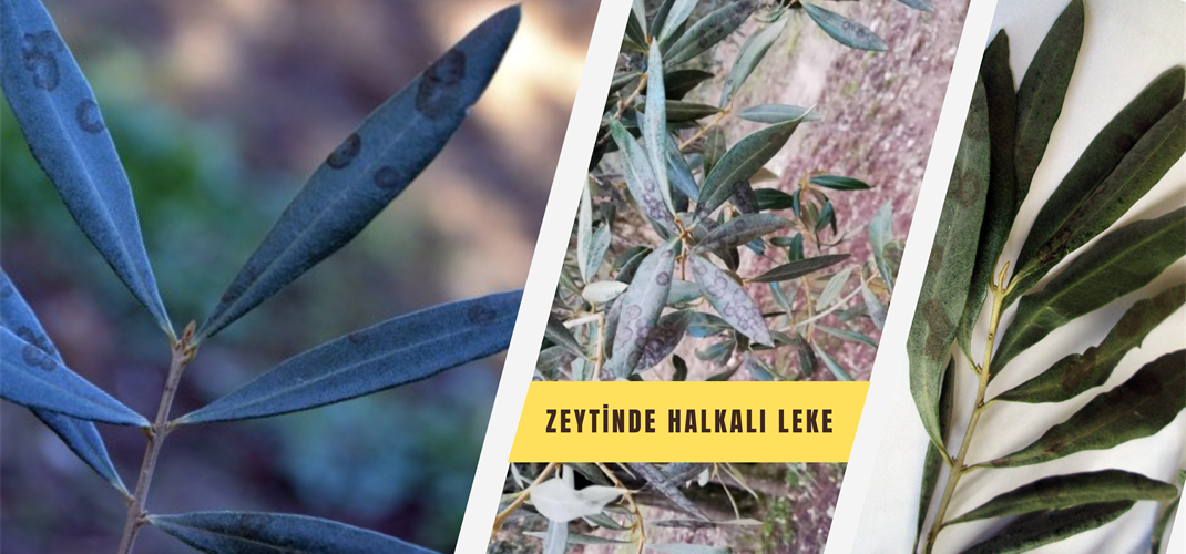 ZEYTİNDE HALKALI LEKE HASTALIĞI İLE MÜCADELE